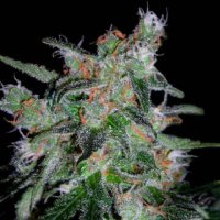 (Bild für) 60 Day Lemon Auto