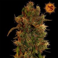 (Bild für) 8 Ball Kush
