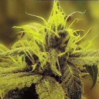 (Bild für) A 1 Haze 5 fem