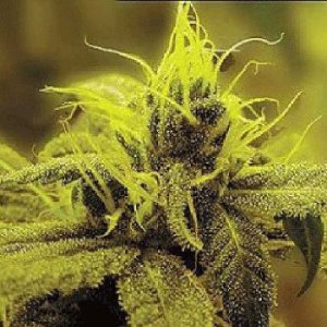 (Bild für) A 1 Haze 5 fem