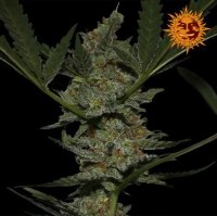 (Bild für) Acapulco Gold