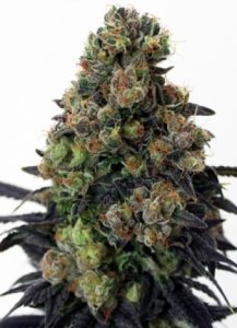 (Bild für) Acid Dough female
