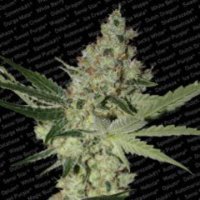 (Bild für) Acid fem