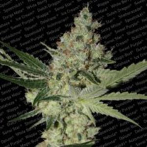 (Bild für) Acid fem