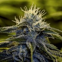 (Bild für) Afghan Express fem
