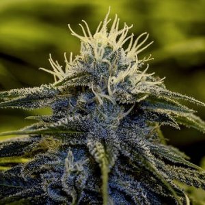 (Bild für) Afghan Express fem