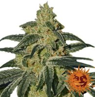 (Bild für) Afghan Hash Plant regular