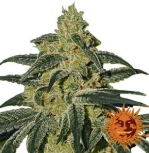 (Bild für) Afghan Hash Plant regular
