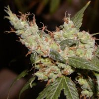 (Bild für) Afghan Haze