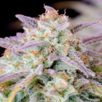 (Bild für) Afghan Kush Auto fem