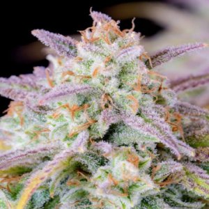 (Bild für) Afghan Kush Auto fem