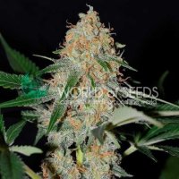 (Bild für) Afghan Kush Early