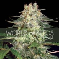 (Bild für) Afghan Kush Ryder Auto