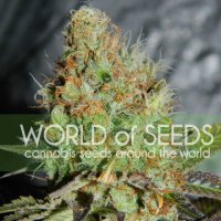 (Bild für) Afghan Kush Special