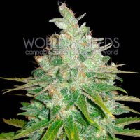(Bild für) Afghan Kush x Black Domina