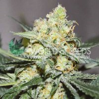 (Bild für) Afghan Kush x Skunk