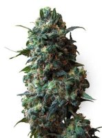 (Bild für) Afghan Kush