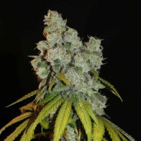 (Bild für) Afghan Lemon
