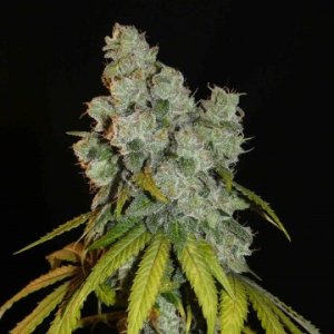 (Bild für) Afghan Lemon