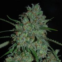 (Bild für) Afghan Skunk feminized