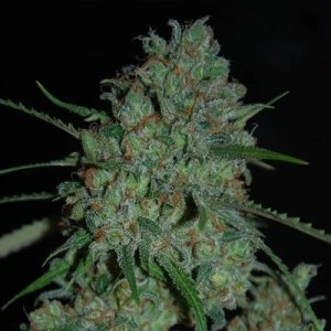 (Bild für) Afghan Skunk feminized
