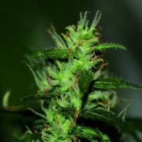 (Bild für) Afghani #1