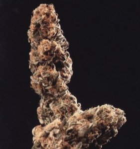 (Bild für) Afghani Special