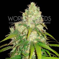 (Bild für) Afghan Kush x Yumbolt