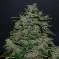 (Bild für) AK Kush Express fem