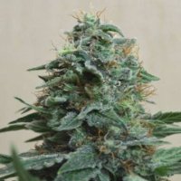 (Bild für) AK Kush fem