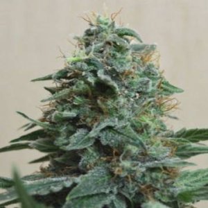 (Bild für) AK Kush fem