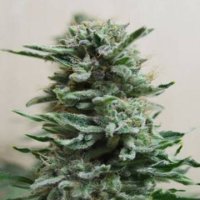 (Bild für) AK Skunk Auto fem
