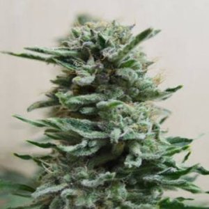 (Bild für) AK Skunk Auto fem