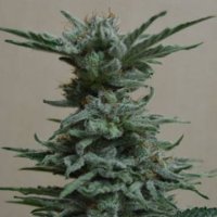 (Bild für) AK Skunk fem