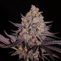 (Bild für) Aladdin Kush