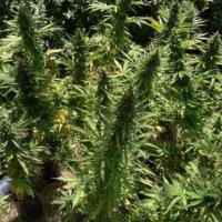(Bild für) Alaskan Diesel Auto female