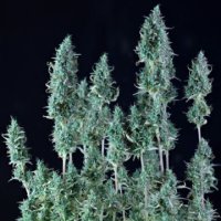 (Bild für) Alaska Purple Auto female