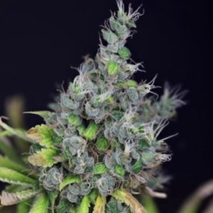 (Bild für) Alaskan Purple female