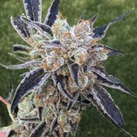 (Bild für) Alien OG 5 reg