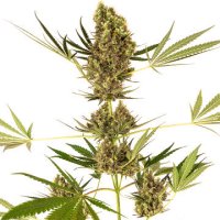 (Bild für) Alpine Delight CBD Automatic