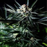 (Bild für) Amazing Auto fem