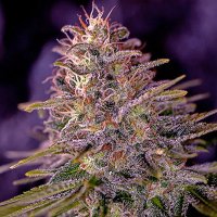 (Bild für) American Purple fem