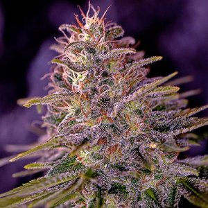 (Bild für) American Purple fem