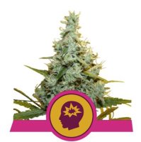 (Bild für) AMG feminized