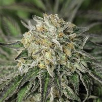 (Bild für) Amherst Sour Diesel