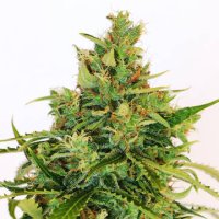 (Bild für) Amnesia-K Lemon female