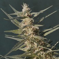 (Bild für) Amnesia Autoflower fem