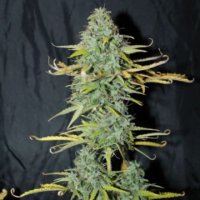 (Bild für) Amnesia Auto female