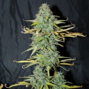 (Bild für) Amnesia Auto female