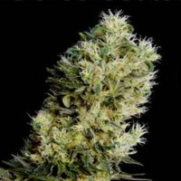 (Bild für) Amnesia Bilbo Auto female